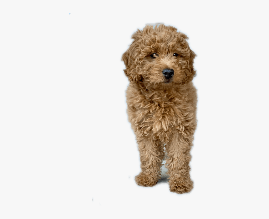 Toy Poodle, HD Png Download