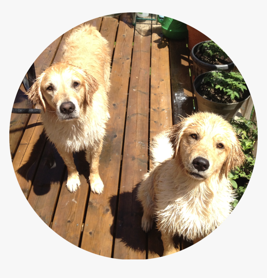 Img 0327 - Companion Dog, HD Png Download