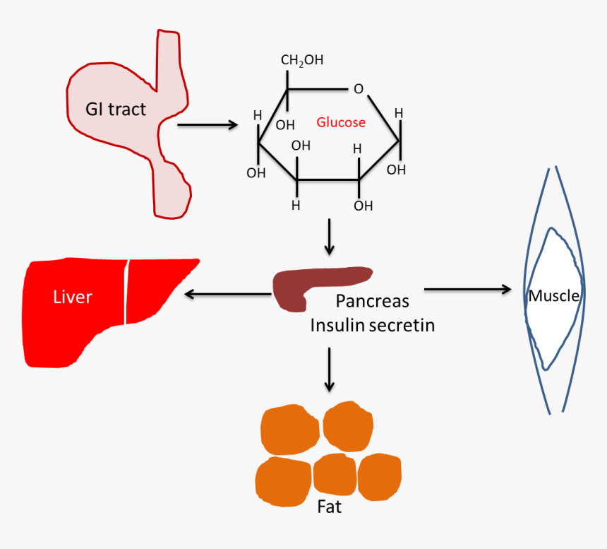 Hyperglycemia Cell, HD Png Download