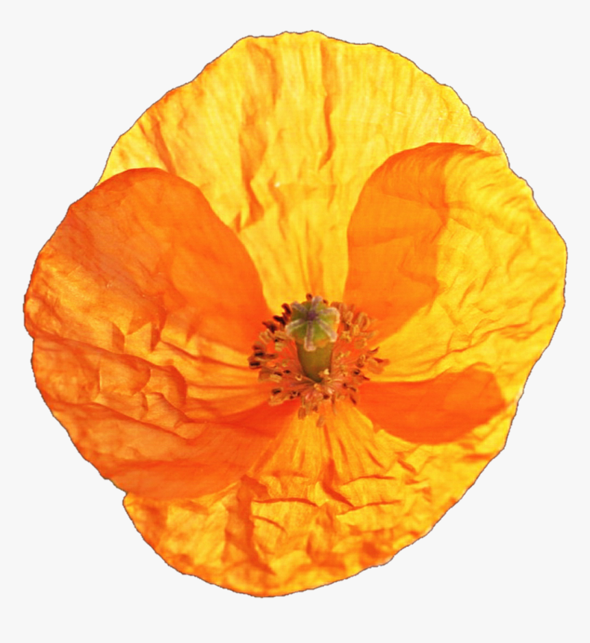 California Poppy Png - Corn Poppy, Transparent Png