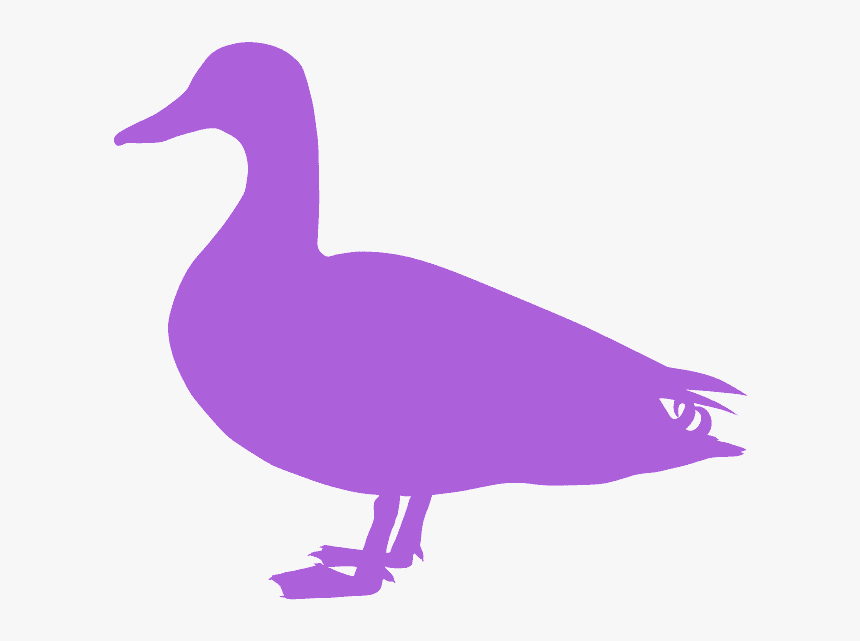 Seabird, HD Png Download