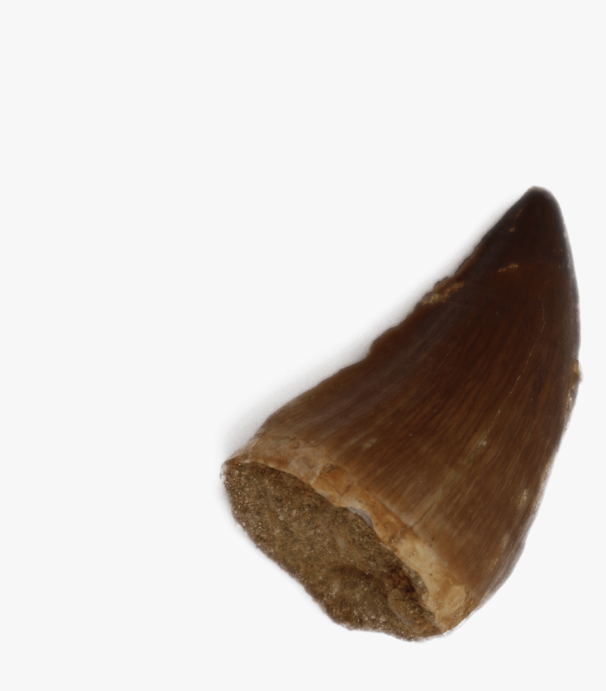 Mosasaurus Tooth - Fish, HD Png Download