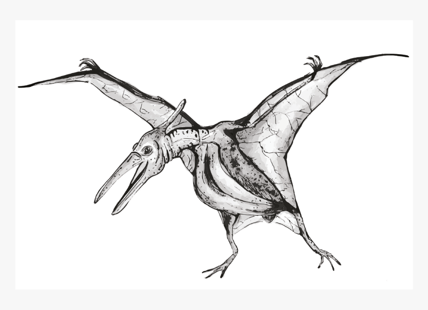 Sketch, HD Png Download