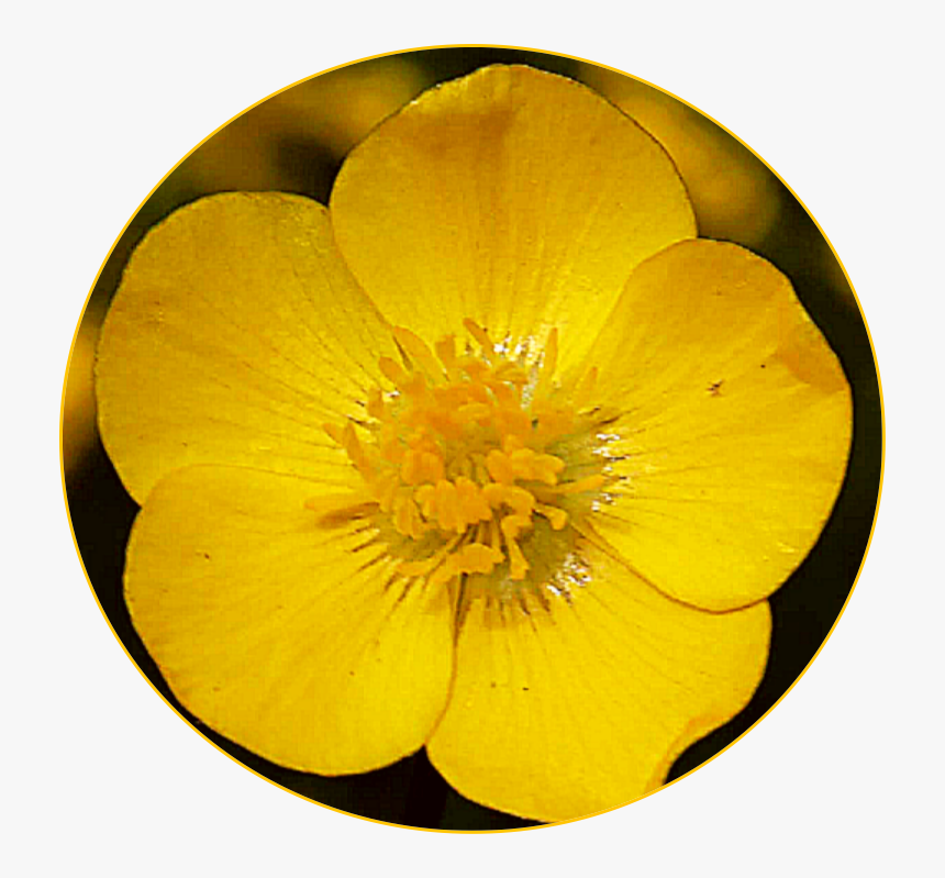#freetoedit #scyellow #yellow #flower #buttercup - Buttercup, HD Png Download