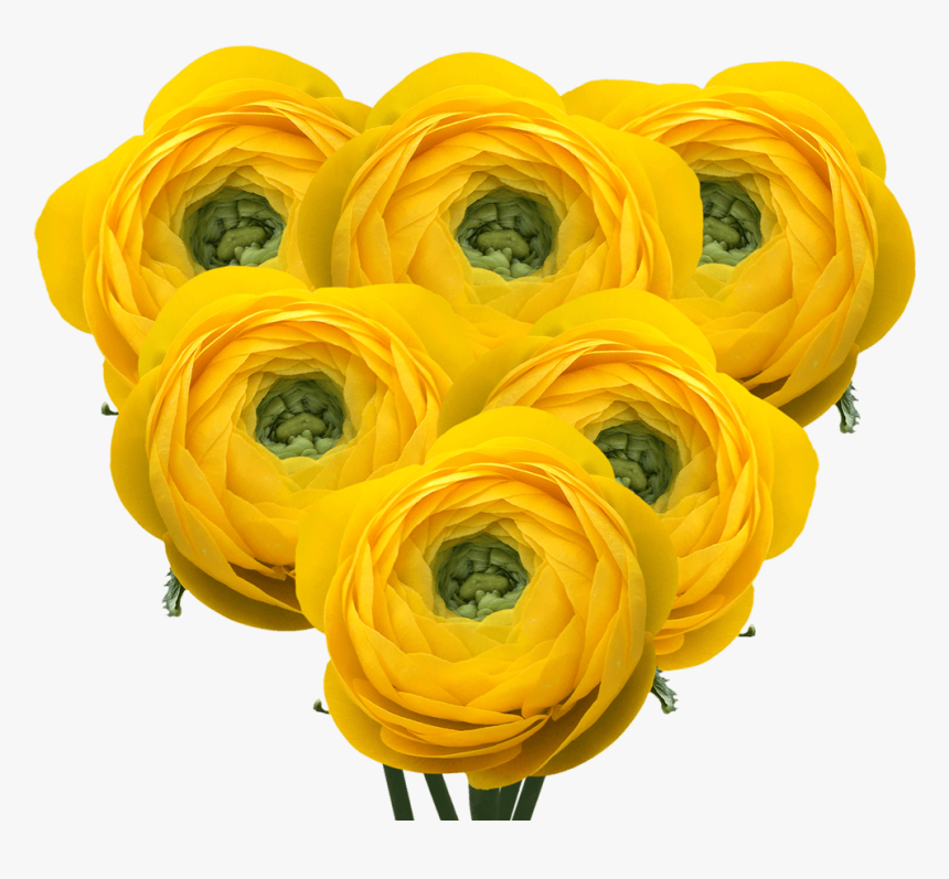 Yellow Ranunculus Flowers Wholesale Prices - Artificial Flower, HD Png Download