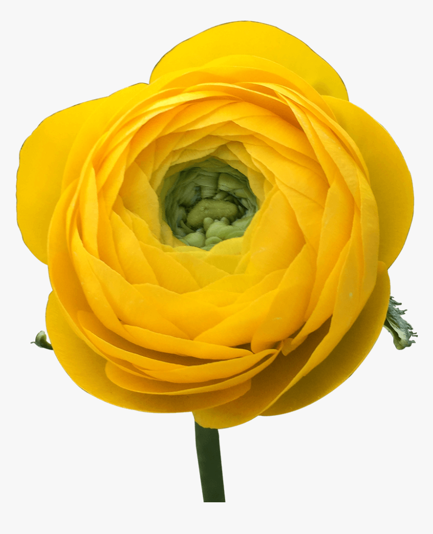 Get Ranunculus Yellow Flowers Lowest Cost Online - Persian Buttercup, HD Png Download