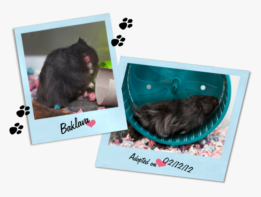 Posted Image - Tasmanian Devil, HD Png Download