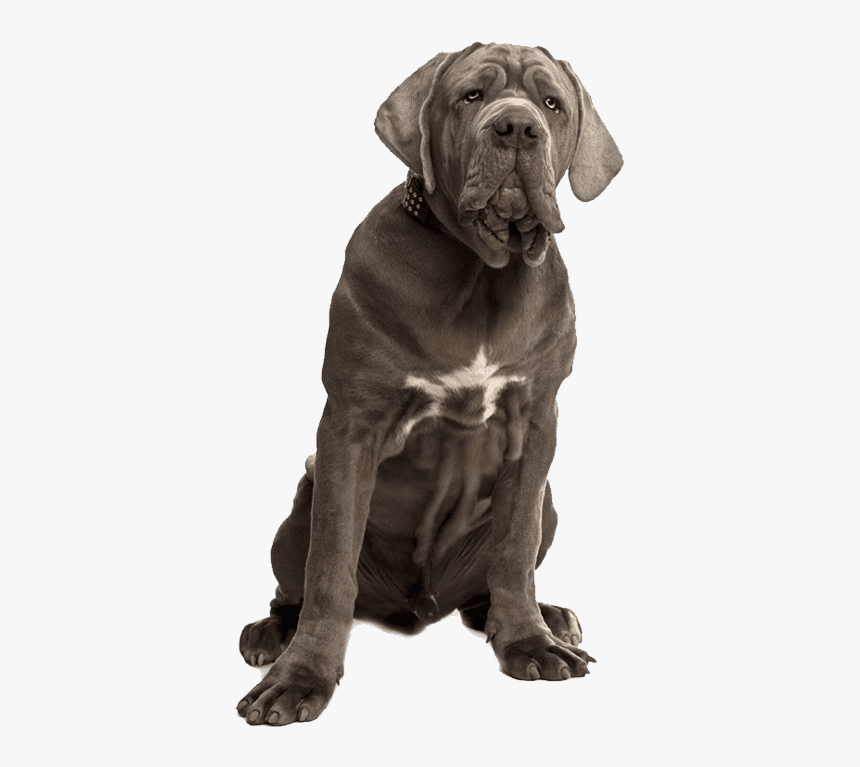 Neapolitan Mastiff 6 Months Old, HD Png Download