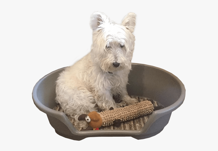Dog In Basket Transparent Image - West Highland White Terrier, HD Png Download