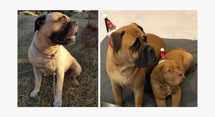 Slide4 - Boxer, HD Png Download