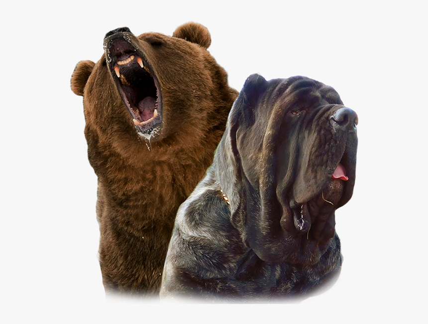 Gizzly Molossus And Mastiff Breeding And Puppies - Grizzly Bear, HD Png Download