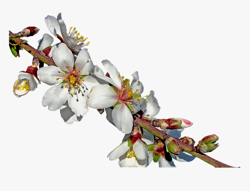 Royalty Free, Free Illustrations, Almond Branch In - Almond Branch In Bloom, HD Png Download