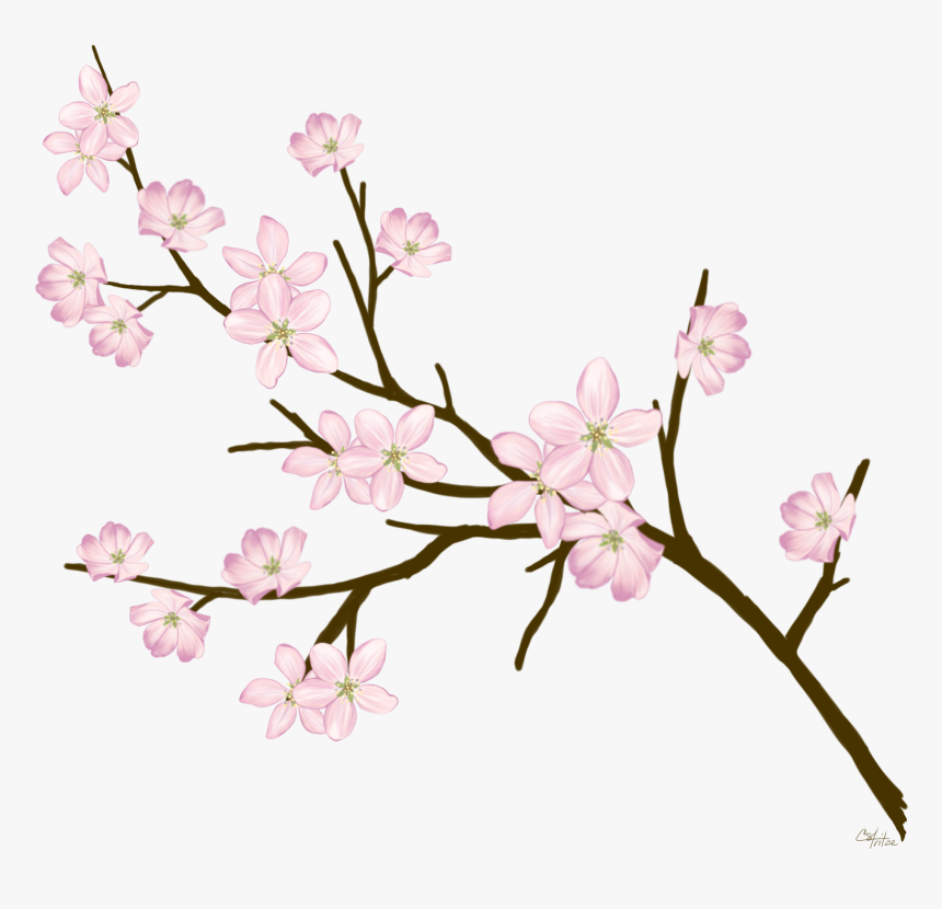 #cherryblossom #flowers #branches #freetoedit - Cherry Blossom, HD Png Download