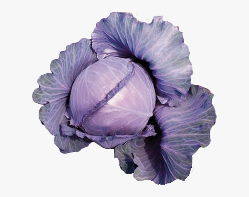 Haga Una Pregunta Sobre Este Producto , Png Download - Artificial Flower, Transparent Png