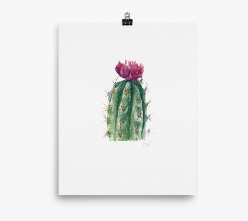 Transparent Cactus Flower Clipart - Weberocereus, HD Png Download