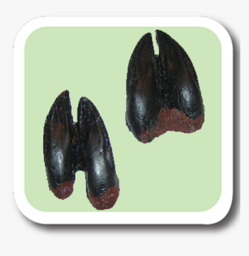 White-tailed Deer Replitrack, HD Png Download