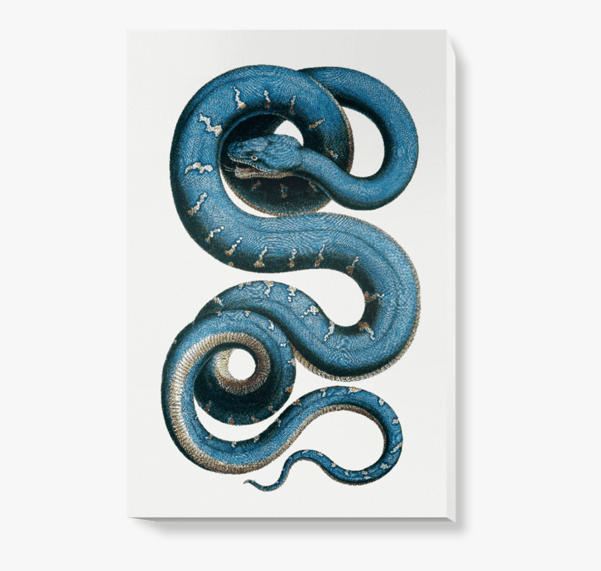 Albertus Seba Snake, HD Png Download