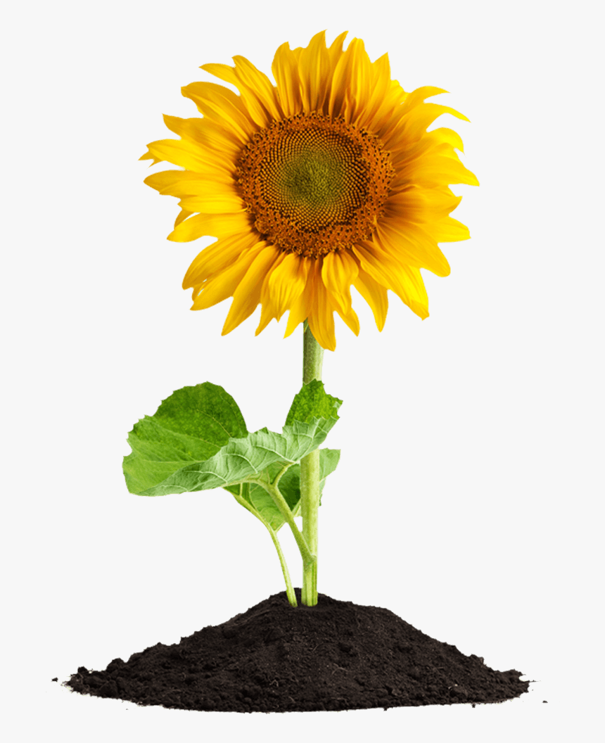 Sunflower In Soil Png, Transparent Png