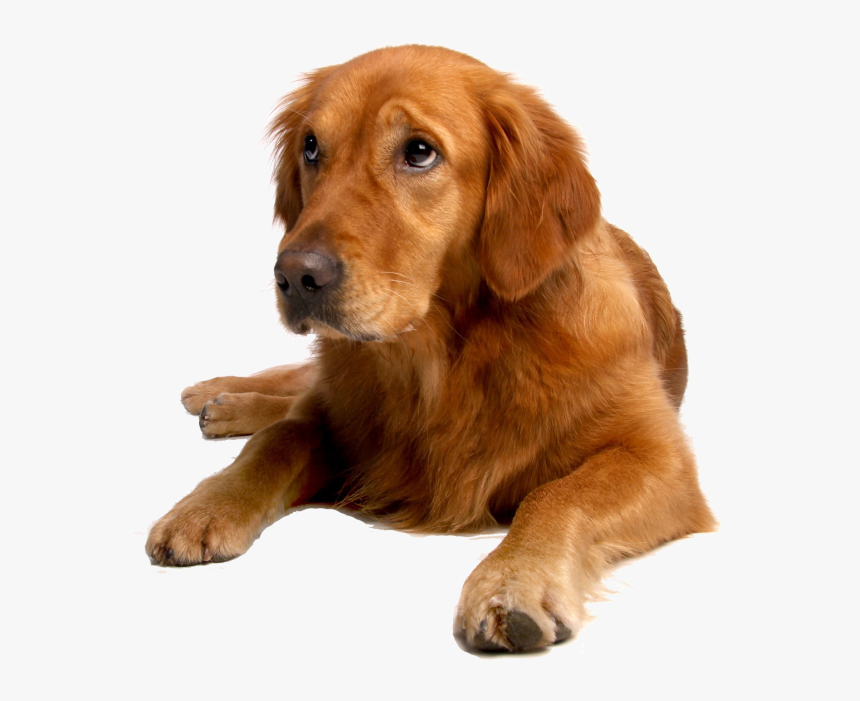 Are Proud To Have Three Amazing Groomers Who Work Monday- - Shar Pei Golden Retriever Mix, HD Png Download