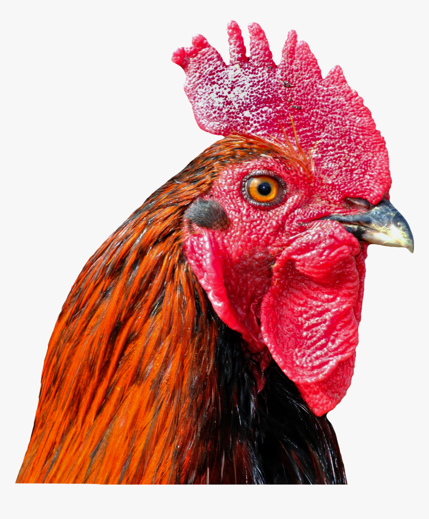 Background Wallpaper Cock Bird Poultry, HD Png Download