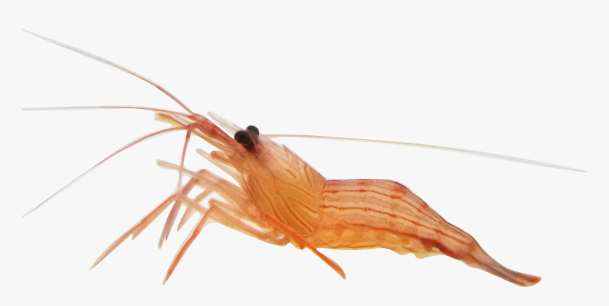 Transparent Shrimp Anemone - Alive Shrimp, HD Png Download