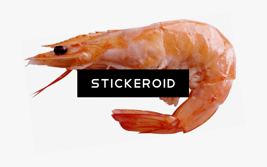 Transparent Shrimp Sick - Battle Prawn, HD Png Download