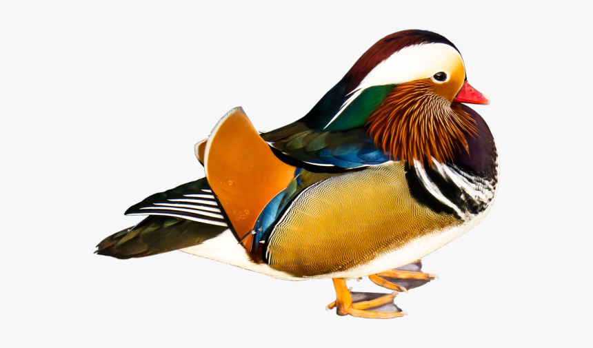 Mandarin Duck Transparent, HD Png Download