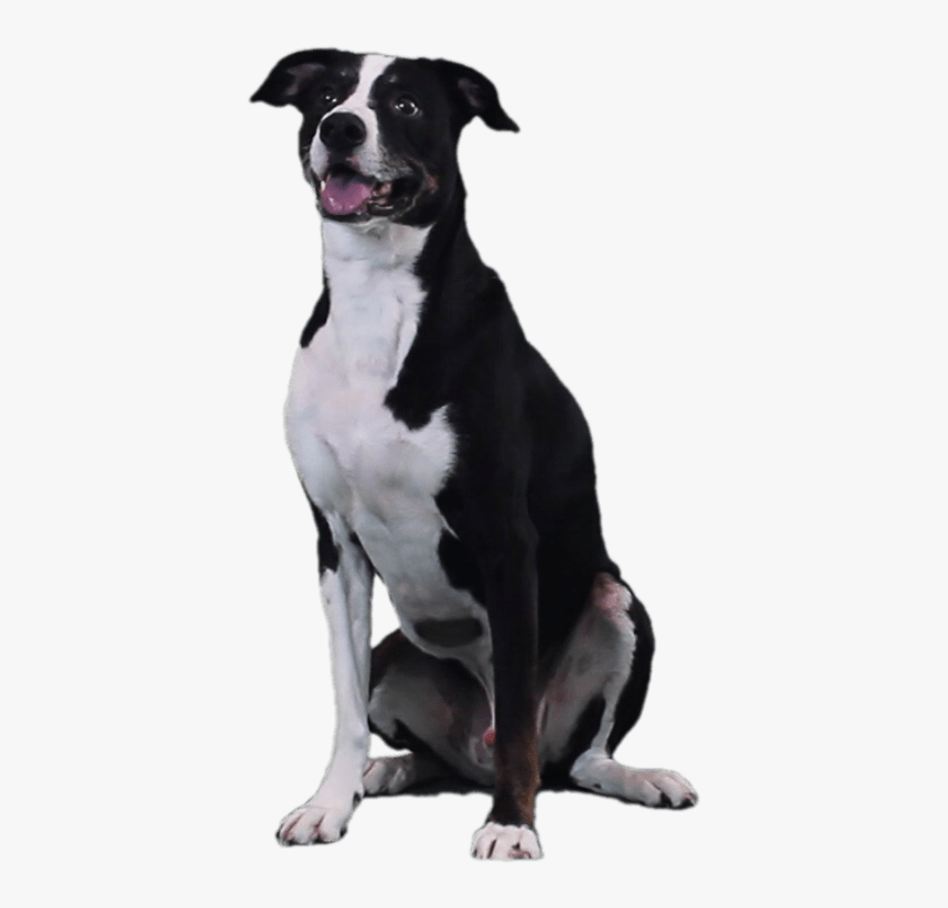 Companion Dog, HD Png Download