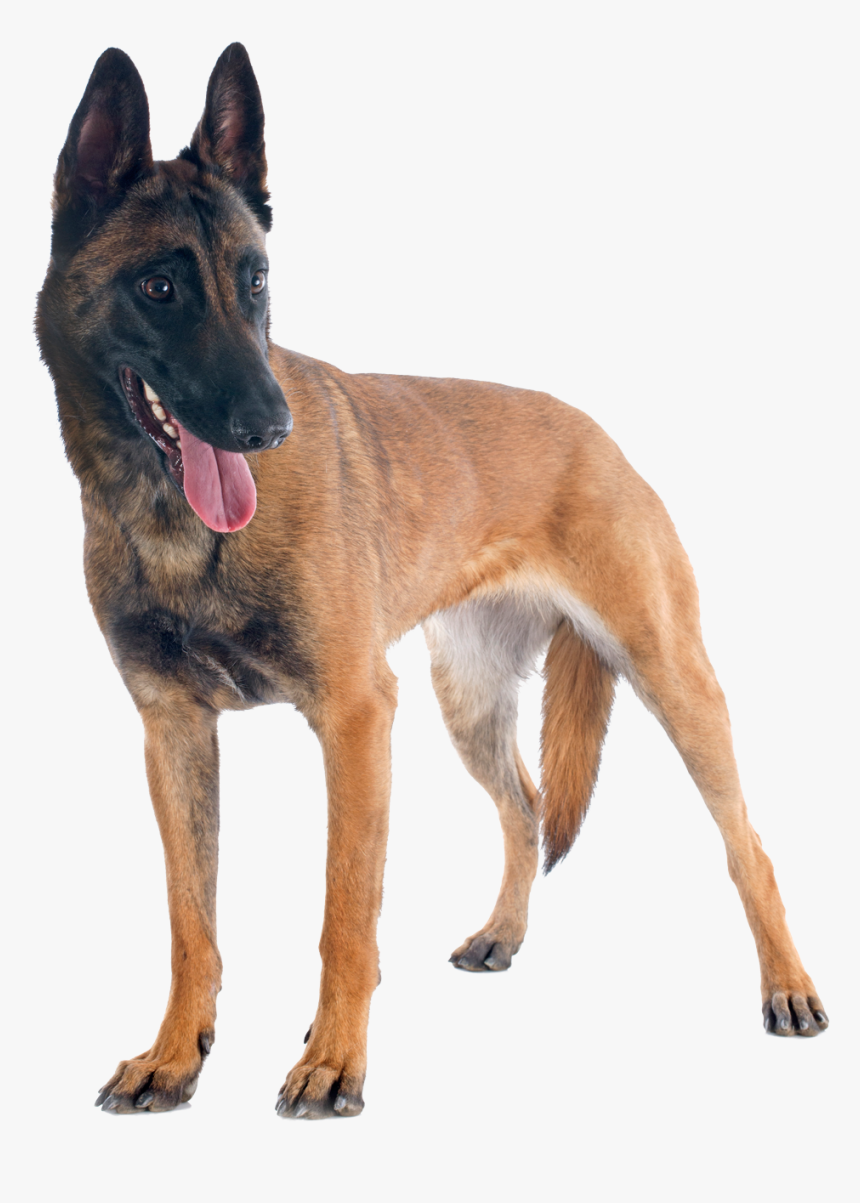 Transparent K9 Png - Belgian Shepherd, Png Download