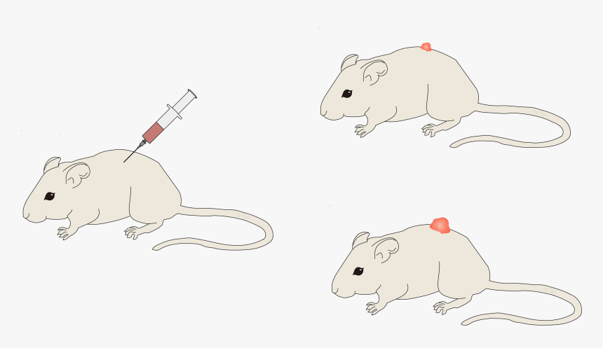 Rat, HD Png Download