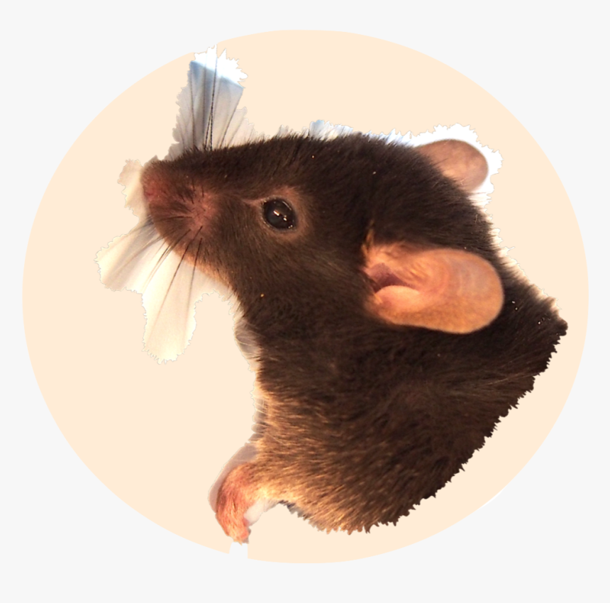 Mouse, HD Png Download