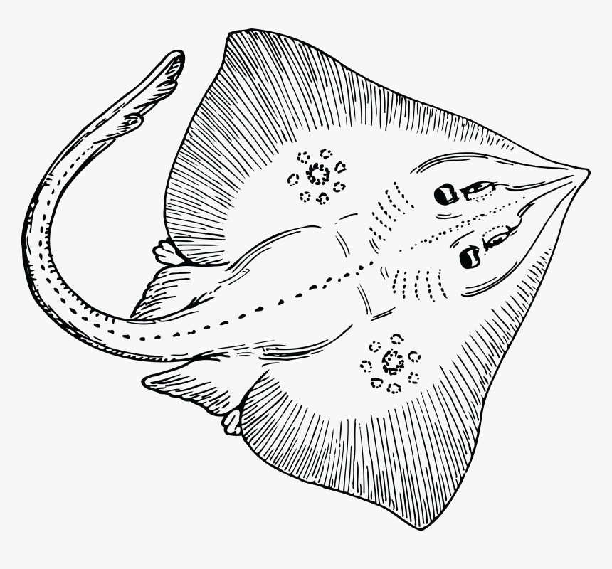 Manta Ray Clipart Transparent - Stingray Clipart Black And White, HD Png Download