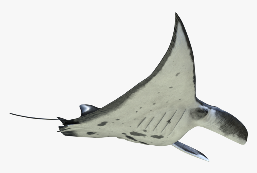 Atlantic Blue Marlin, HD Png Download