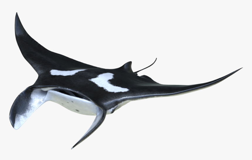 Killer Whale, HD Png Download
