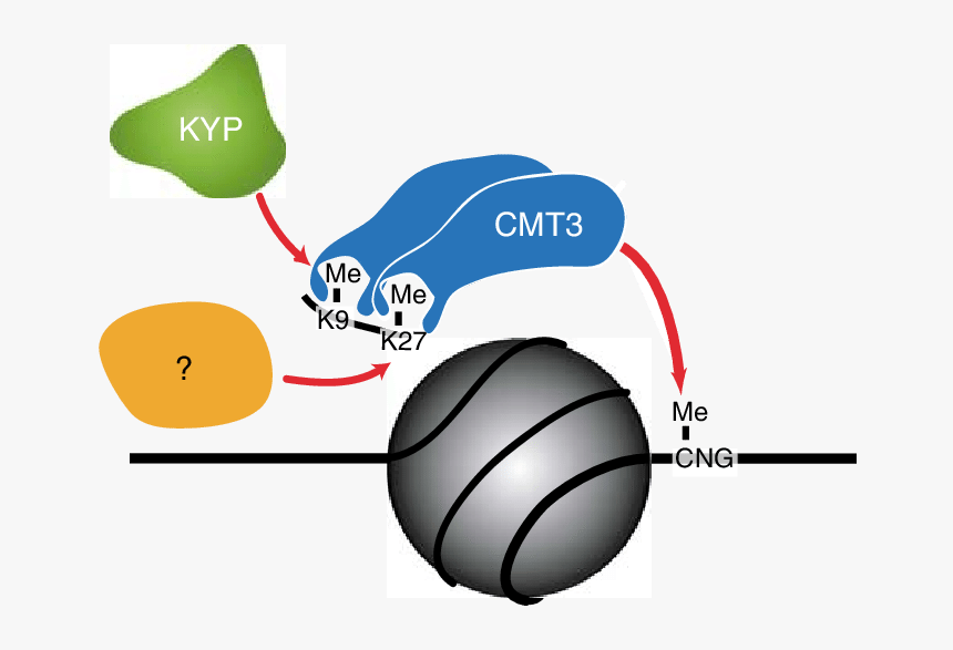 Diagram, HD Png Download