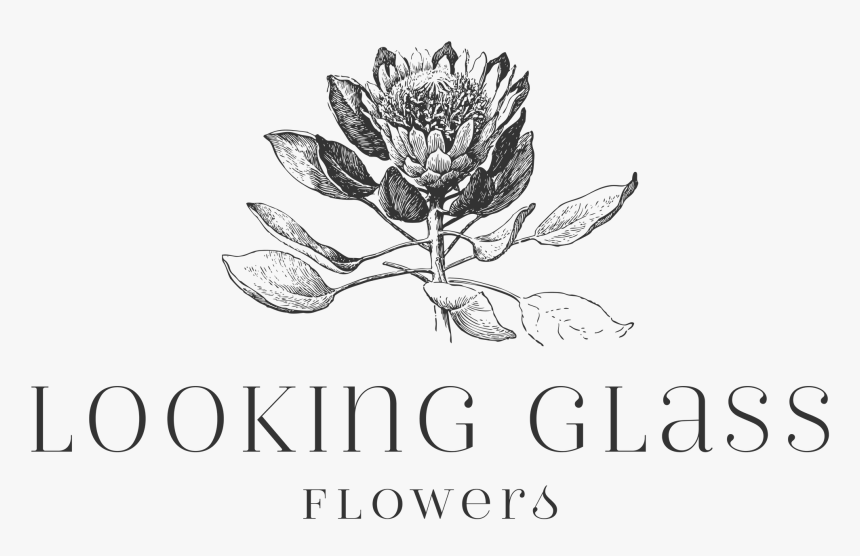 Rosa Glauca, HD Png Download