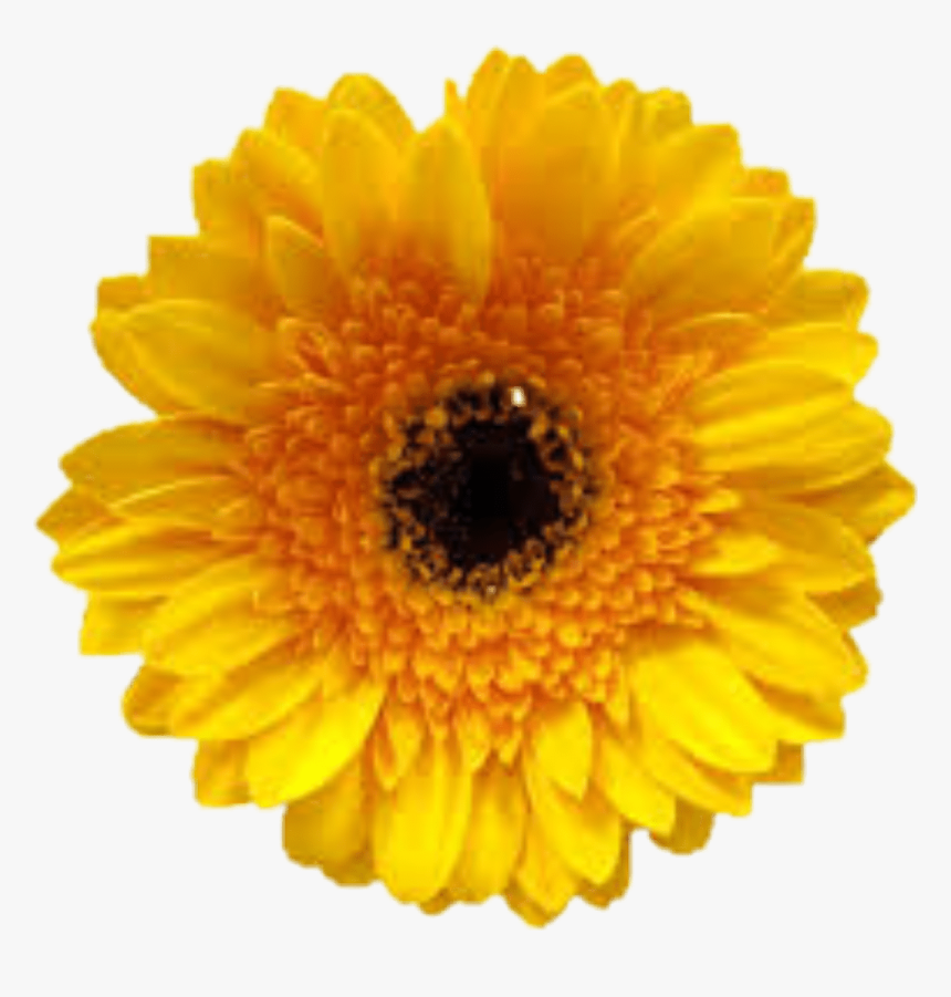 Yellow Flower Tumblr Beautyful - Logo Cogilog Gestion, HD Png Download