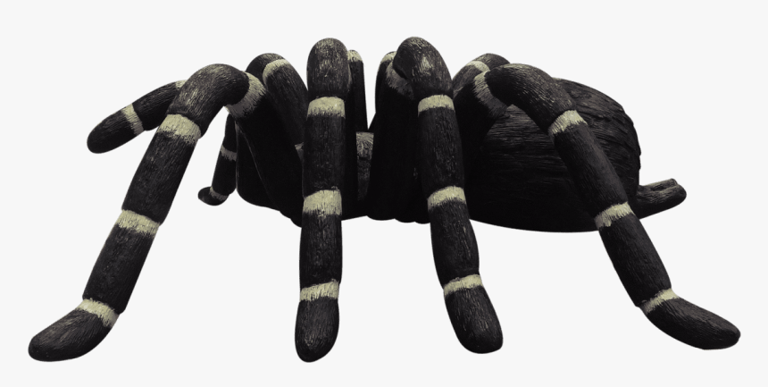 Insect, HD Png Download