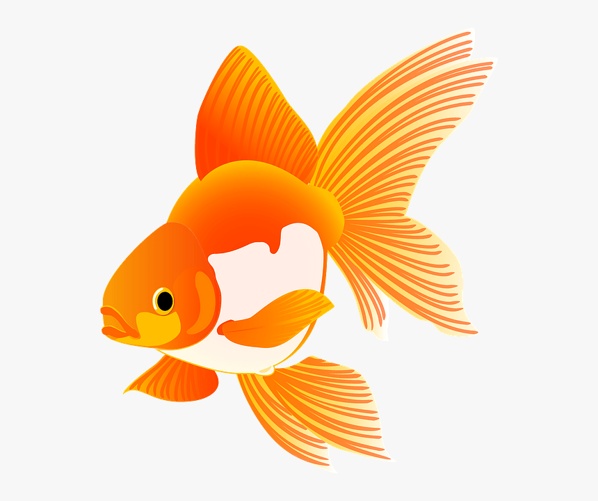Goldfish, HD Png Download