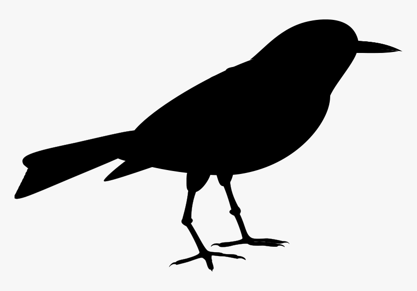 American Crow Clip Art Fauna Silhouette Common Raven - Old World Flycatcher, HD Png Download