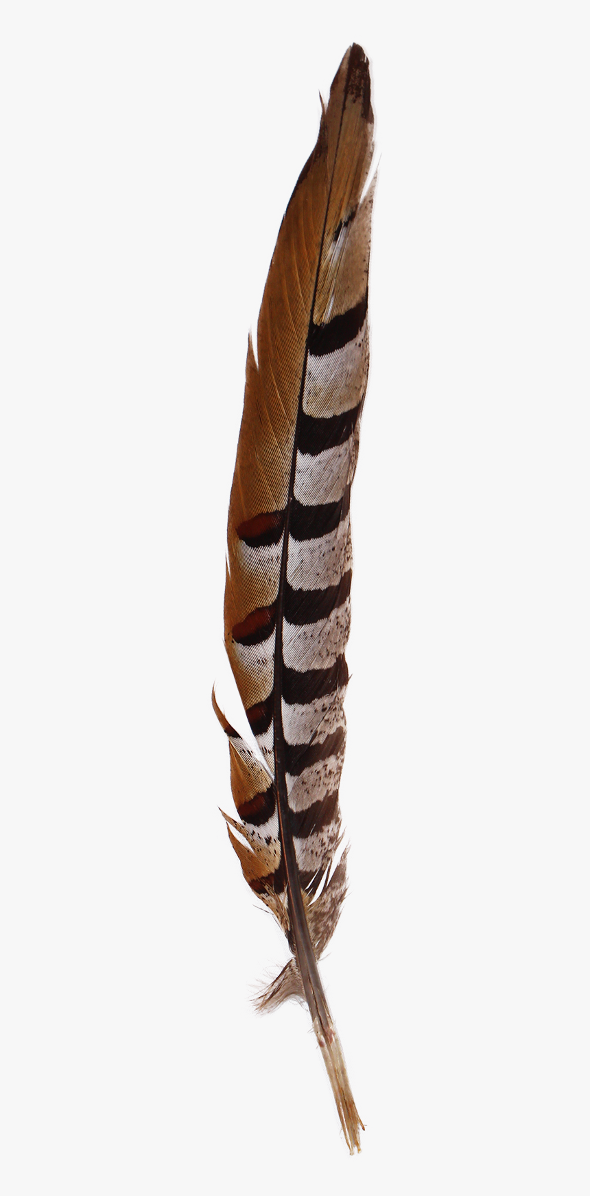 Fern, HD Png Download