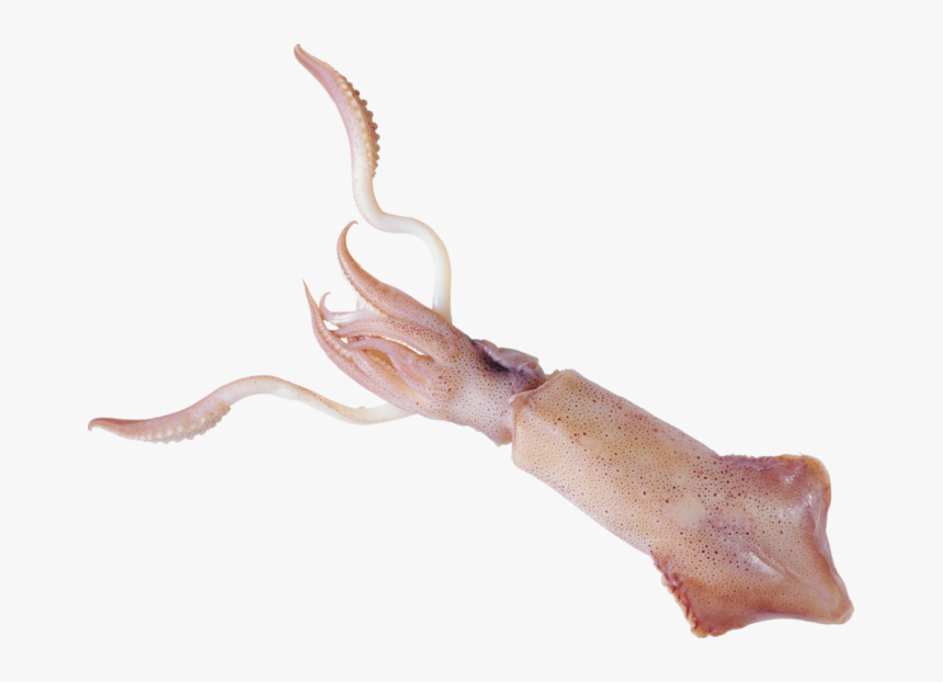 Squid Png - Кальмар На Белом Фоне, Transparent Png