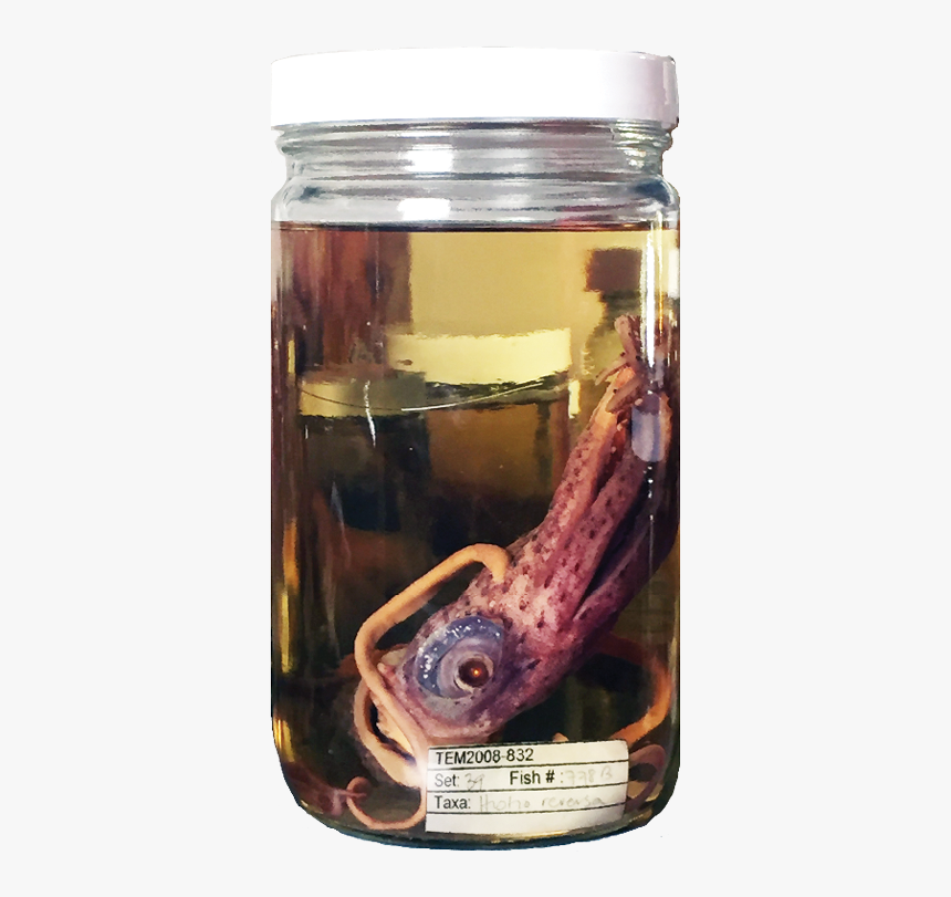 Giant Squid, HD Png Download