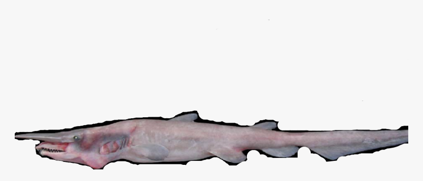 Bronze Hammerhead Shark, HD Png Download
