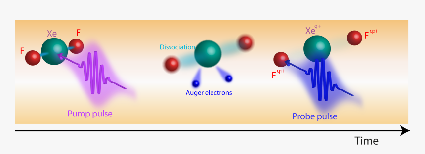 X Ray Molecule, HD Png Download