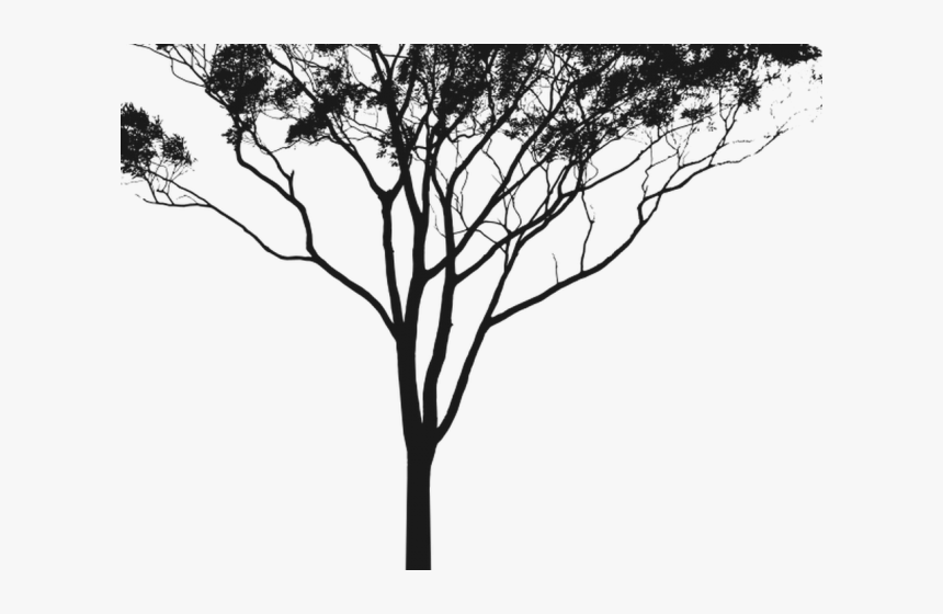 Eucalyptus Clipart Gum Tree - Gum Tree Silhouette Png, Transparent Png