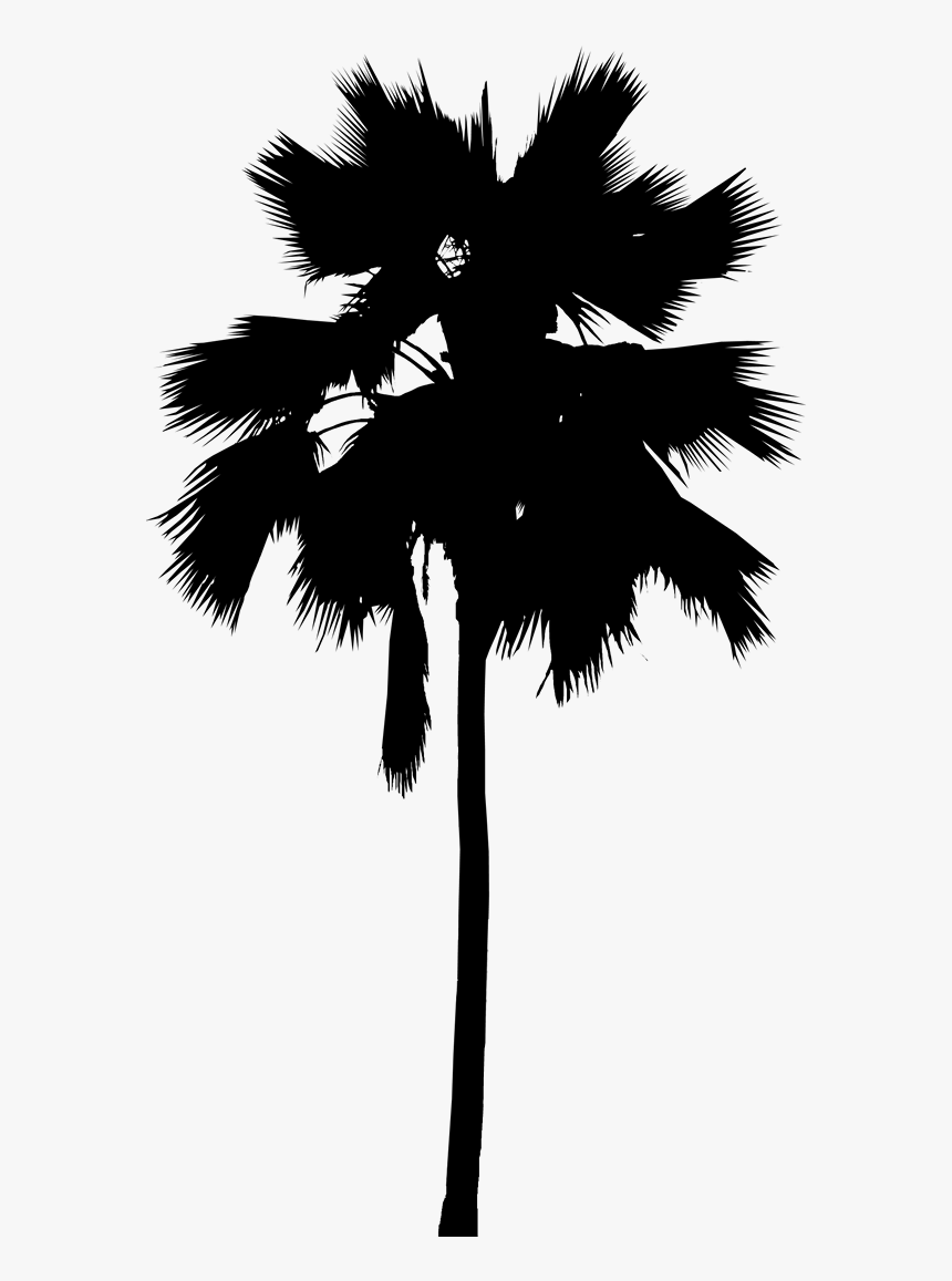 Asian Palmyra Palm Palm Trees Leaf Line Silhouette, HD Png Download