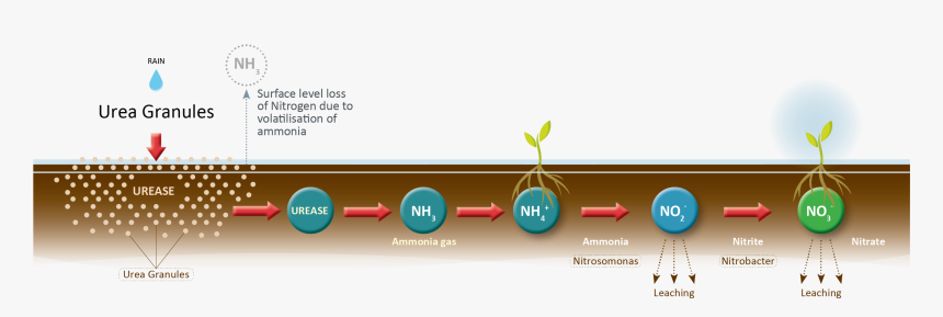 Graphic Design, HD Png Download