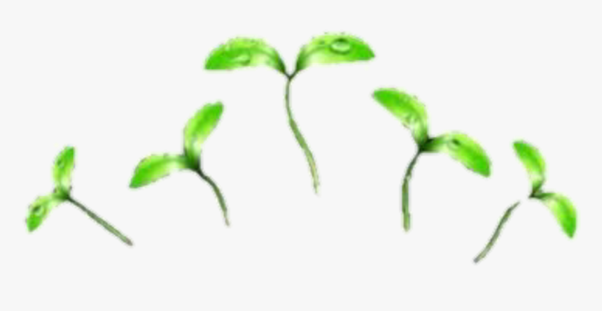 Sticker By Cornynmyg🌙 - Plants Png, Transparent Png