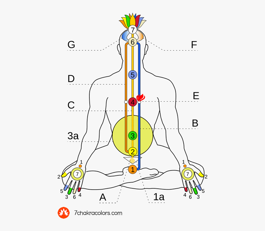Diagram Of Ida, Pingala And Shushumna Channels - Energy Flow Map In Human Body, HD Png Download